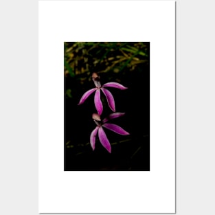 Black Tongue Caladenia Posters and Art